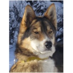 Seppala Siberian Sleddog 1