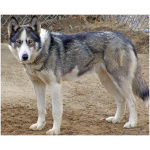 Seppala Siberian Sleddog 2