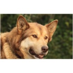 Seppala Siberian Sleddog 4