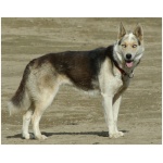 Seppala Siberian Sleddog 6