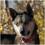 Seppala Siberian Sleddog 8