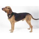 Serbian Hound 0