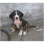 Serbian Hound 1