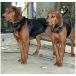 Serbian Hound 2