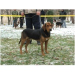Serbian Hound 4