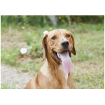 Serbian Hound 5