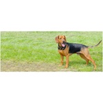 Serbian Hound 6