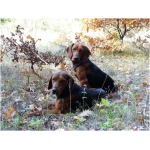 Serbian Hound 9