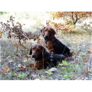 Serbian Hound 9