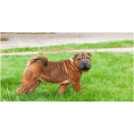 Shar Pei 2