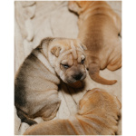 Shar Pei 3