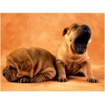 Shar Pei 7