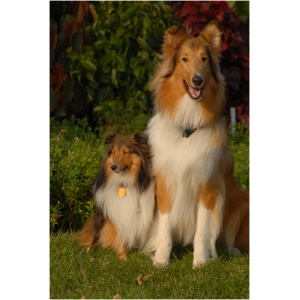 Shetland Sheepdog 9
