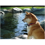 Shiba Inu 1
