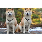 Shiba Inu 2