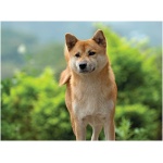 Shiba Inu 3