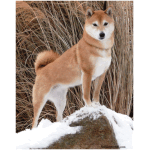 Shiba Inu 4