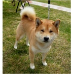 Shiba Inu 5