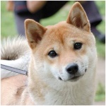 Shiba Inu 7