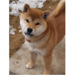Shiba Inu 8
