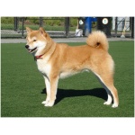 Shiba Inu 9
