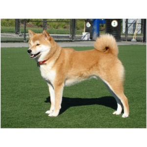 Shiba Inu 9