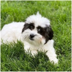 Shichon 9