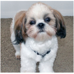 Shih Tzu 3