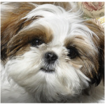 Shih Tzu 6