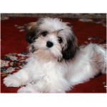 Shih Tzu 7