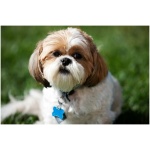 Shih Tzu 9
