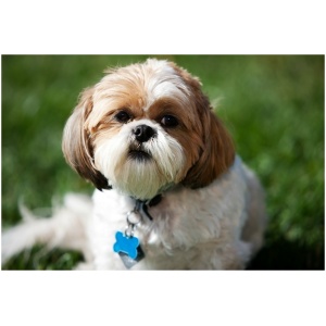 Shih Tzu 9