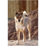 Shikoku dog 0