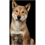 Shikoku dog 1