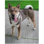 Shikoku dog 2