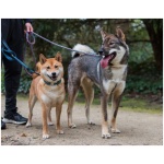 Shikoku dog 4
