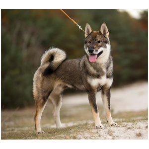 Shikoku dog 9