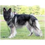 Shiloh Shepherd dog 1