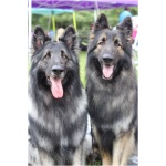 Shiloh Shepherd dog 9