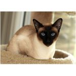 Siamese 0