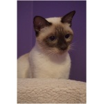 Siamese 1