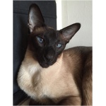 Siamese 2