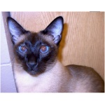 Siamese 3
