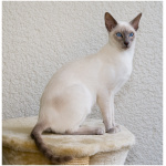 Siamese 4