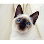Siamese 5