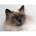 Siamese 7