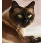 Siamese 8