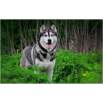 Siberian Husky 0