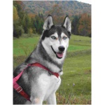 Siberian Husky 1