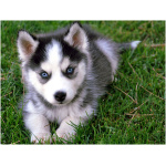 Siberian Husky 2